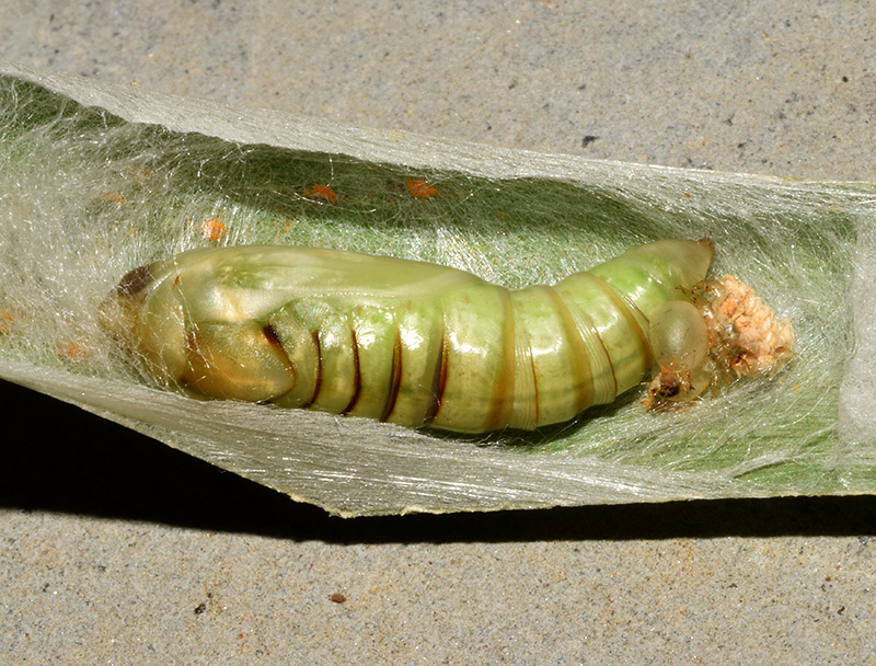 Larva, bozzolo, pupa e adulto di Plusia festucae - Noctuidae